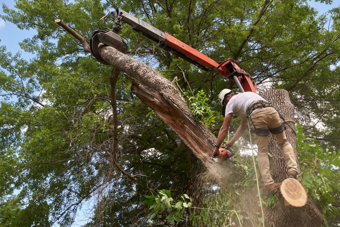 tree removal service
