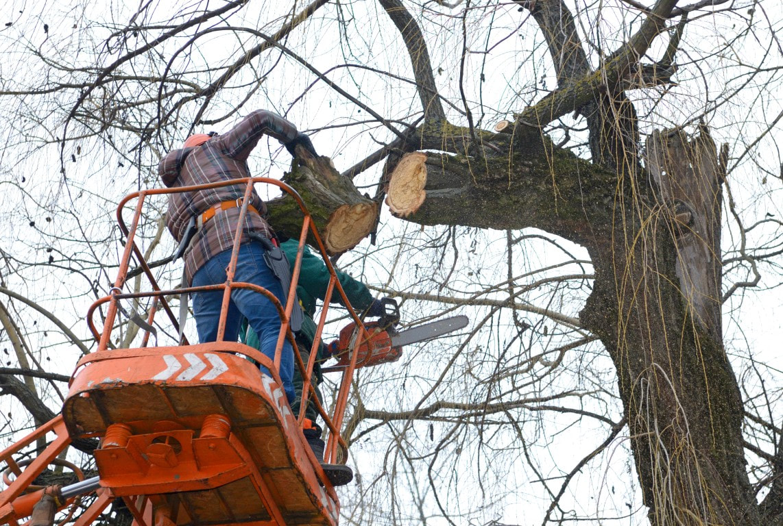 tree cutting service
